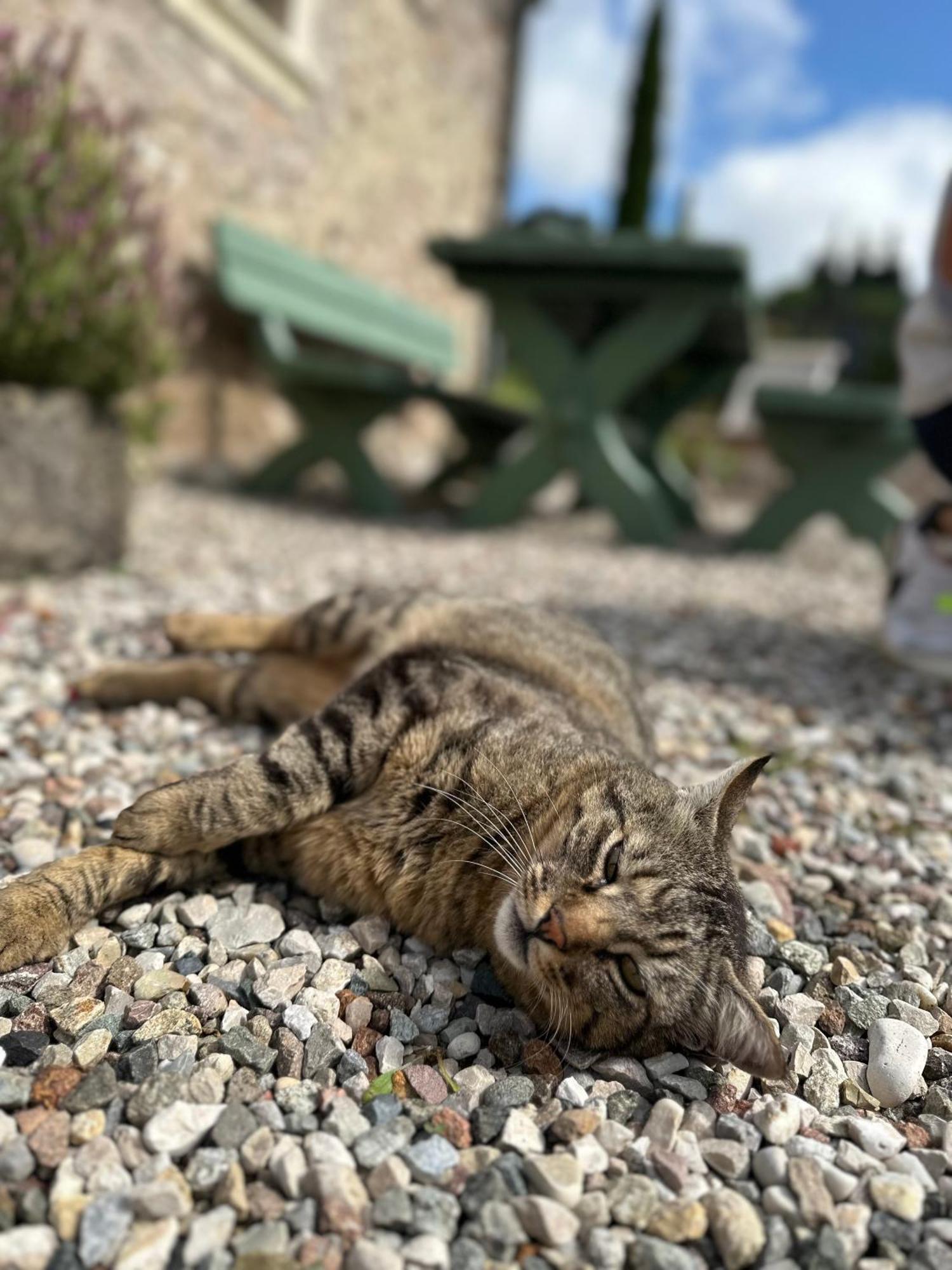 Ca Nova Agriturismo Castellaro  Zewnętrze zdjęcie
